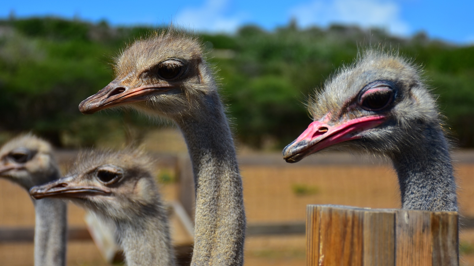 Four ostriches looking over a fence at the Curacao Ostrich Farm.
