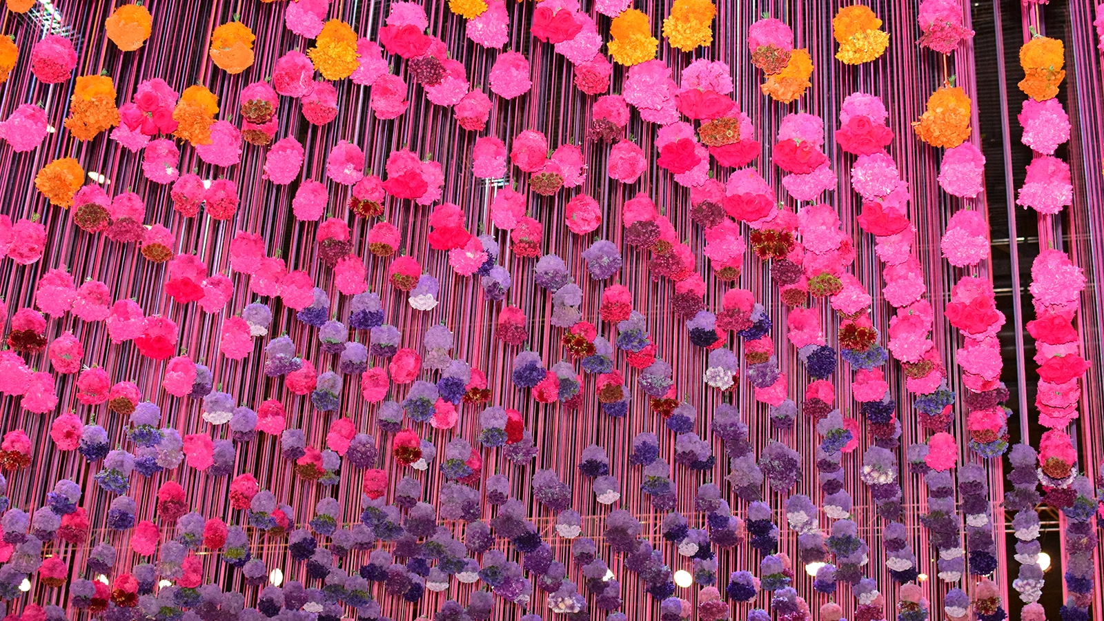 An image of pink and purple hydrangea blooms arranged in a gradient dangling from the ceiling of the Pennsylvania Convention Center.