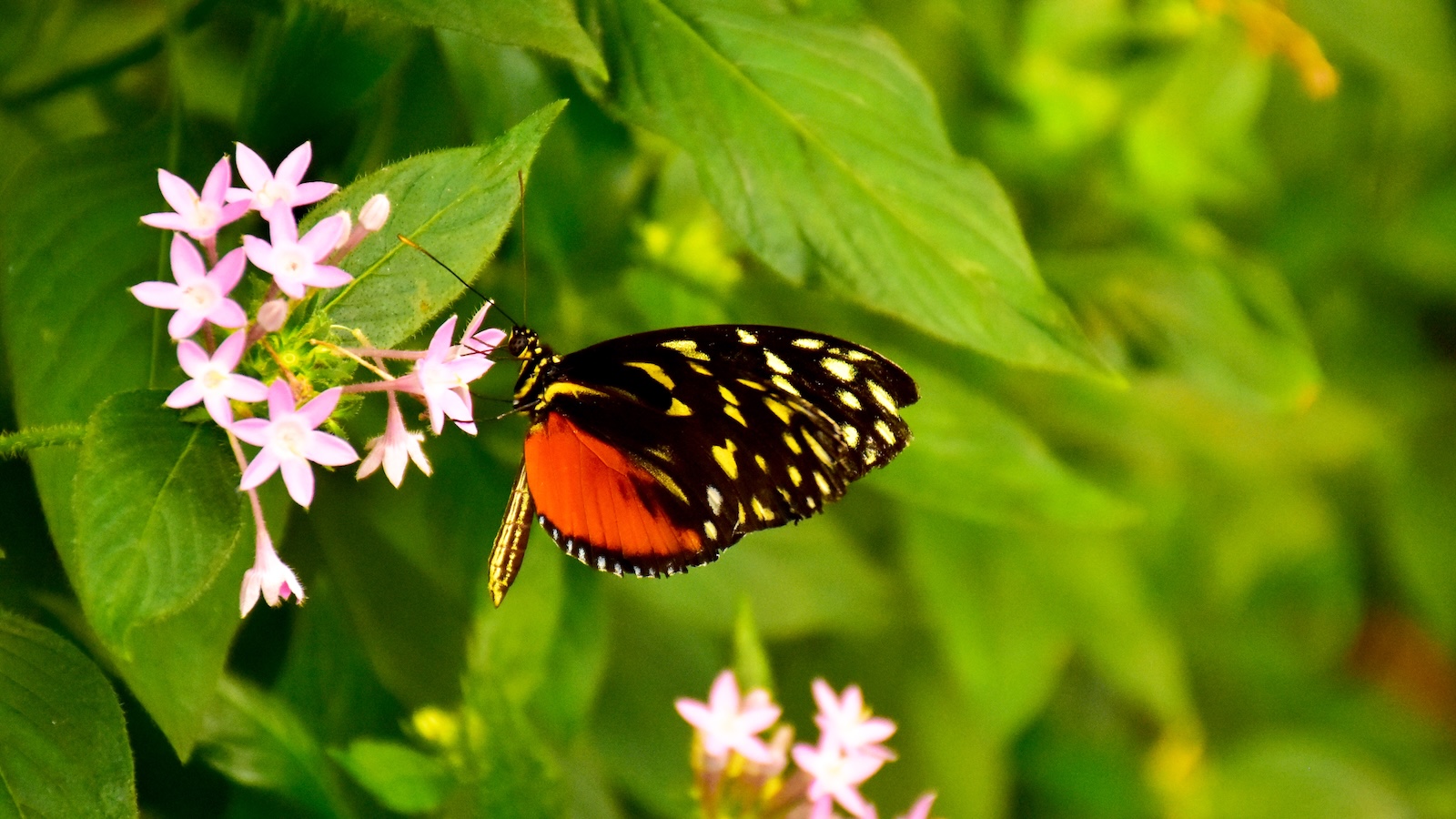 Tiger-Longwing-Butterfly A Tiger Longwing Butterfly feeding at a small pink flower.