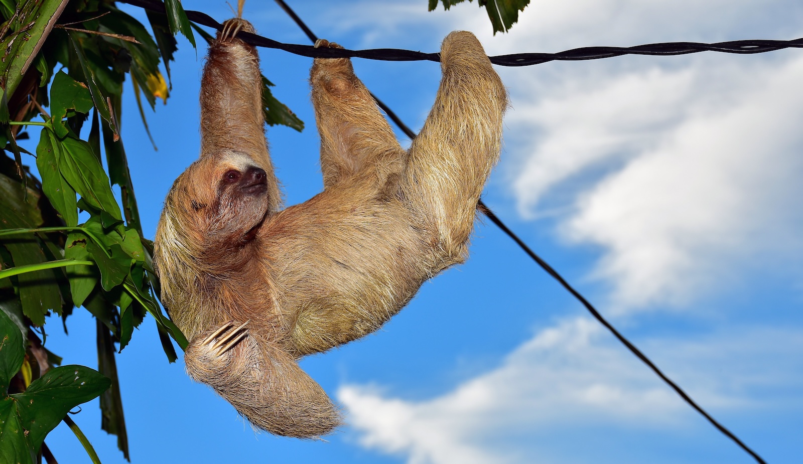 flash-the-sloth Flash the sloth hanging from his habitat on Lidiana's family farm.