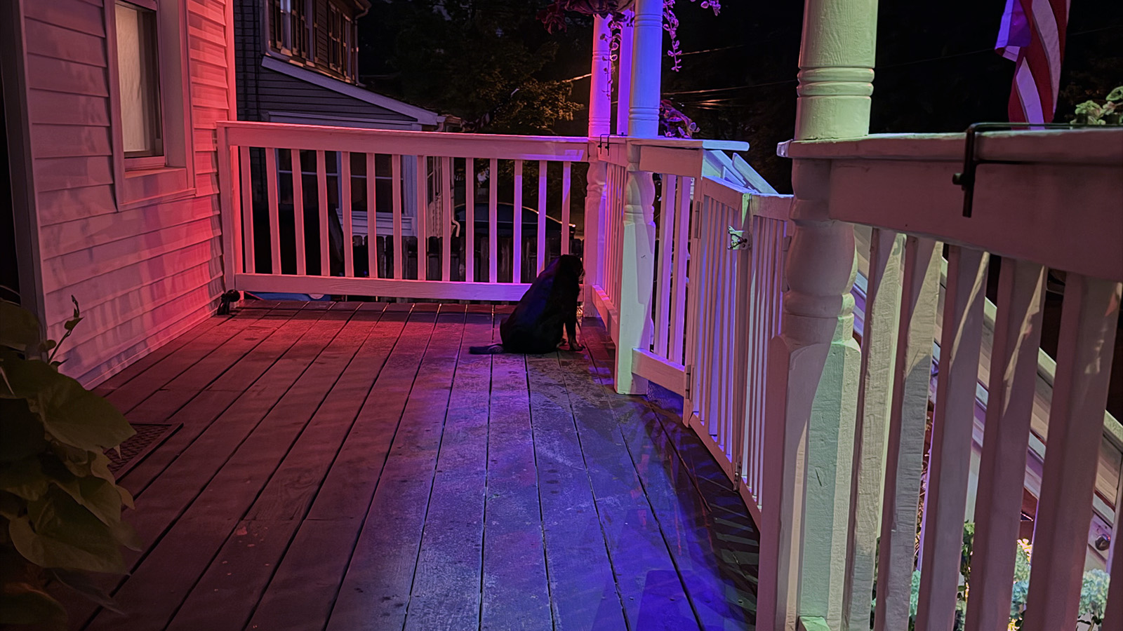 porch-dog A small Brussels Griffon sitting alone on a front porch at night watching a thunderstorm beneath colorful exterior lights.
