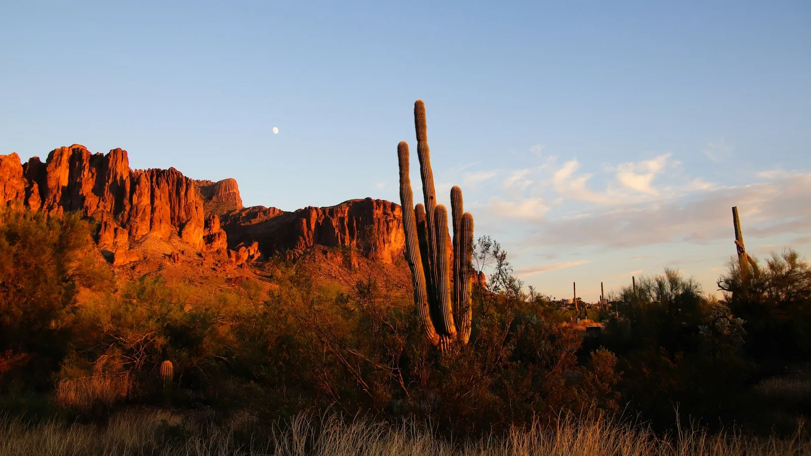 Tall saguaro cactus framed against sunlit red cliffs and the evening sky in Arizona's Sonoran Desert.