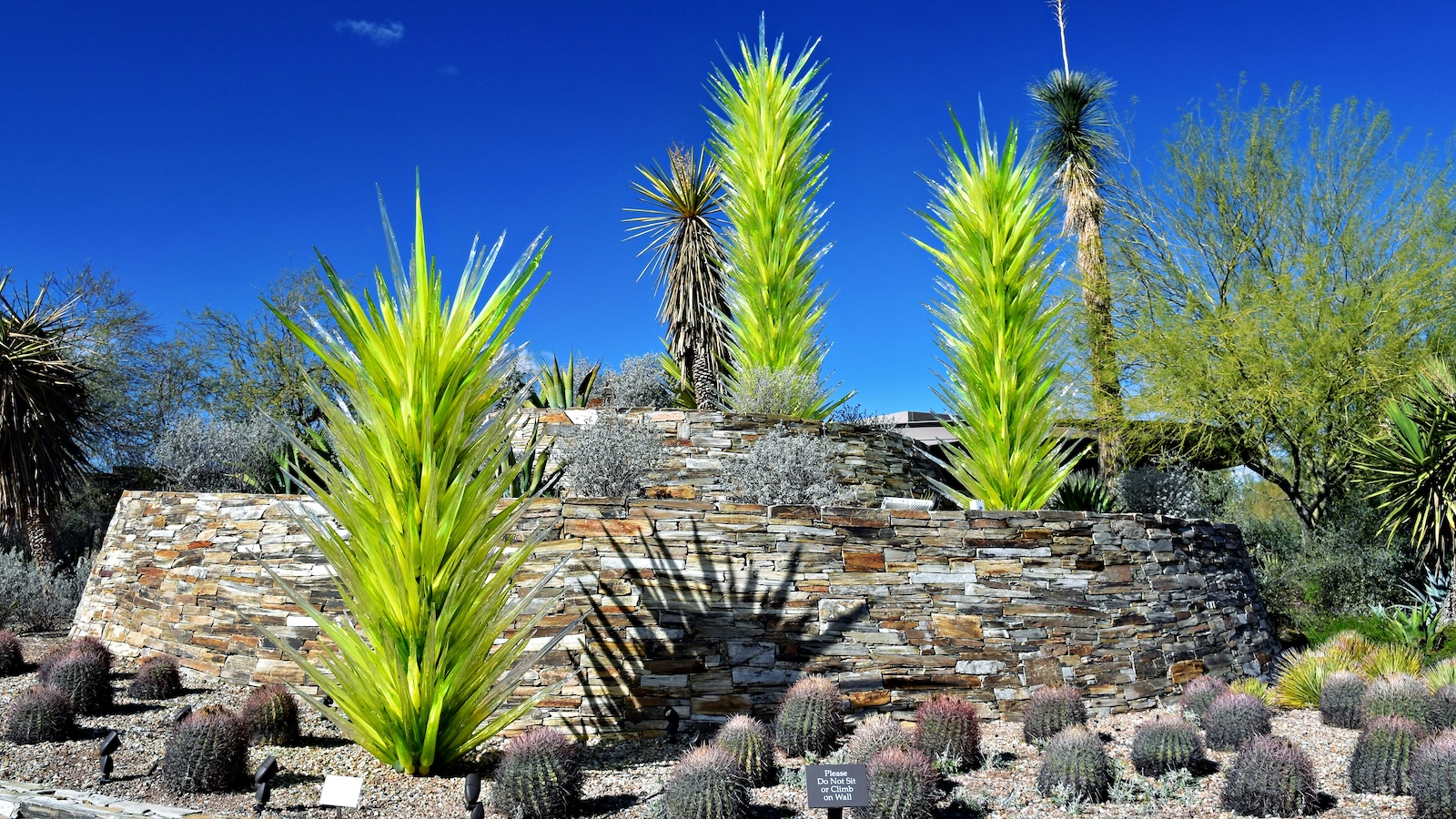 desert-botanical-garden Bright green Chihuly glass sculptures rising among barrel cacti and desert landscaping at the Desert Botanical Garden in Phoenix.