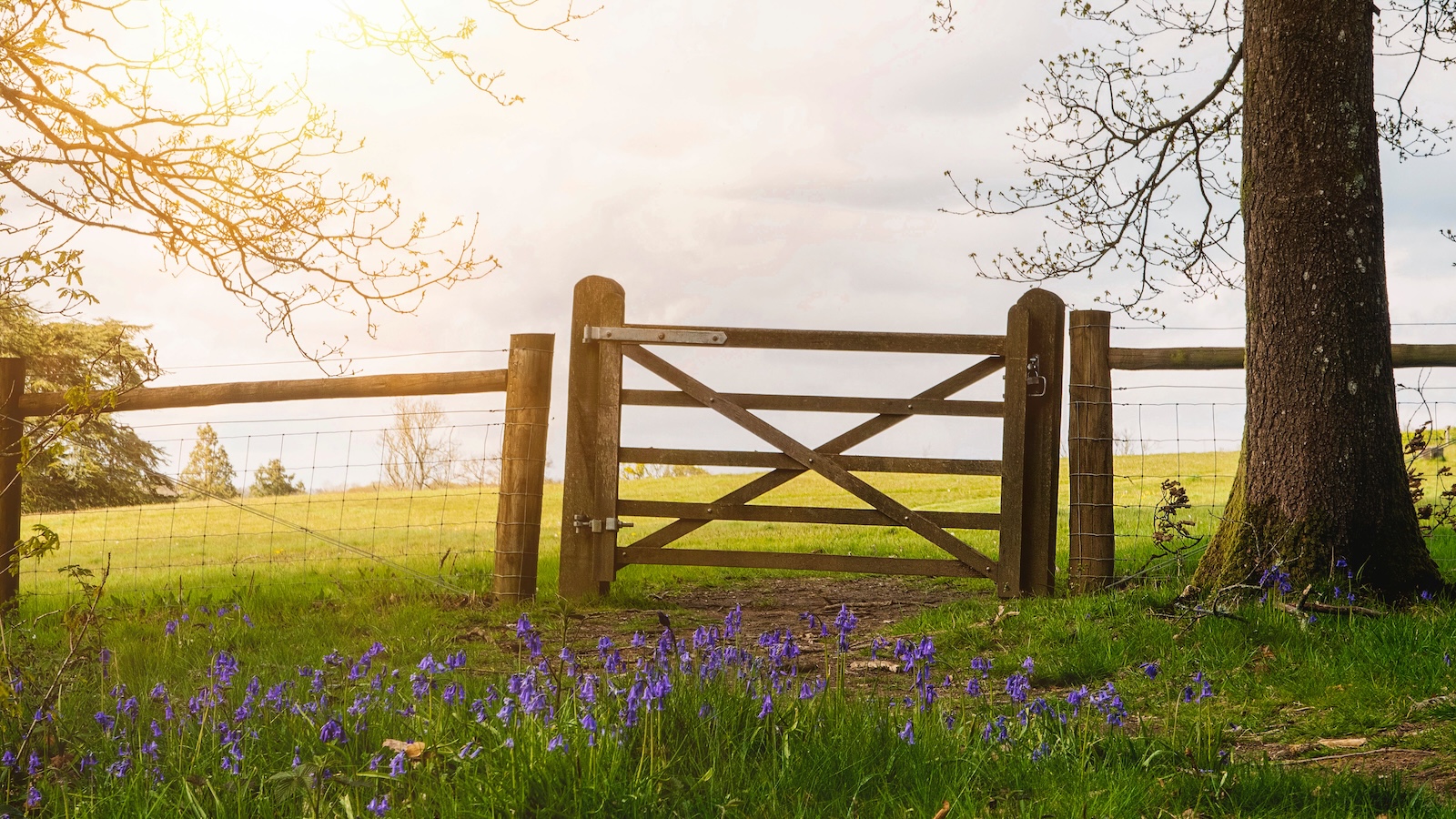 Wooden gate in a rural fence opening onto a sunlit grassy field, with trees and wildflowers in the foreground.